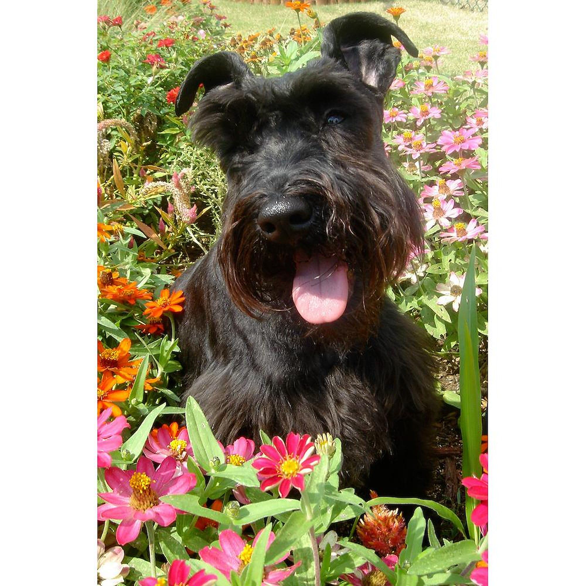 CafePress Black Miniature Schnauzer Mug 11 oz (325 ml) Ceramic Coffee Mug