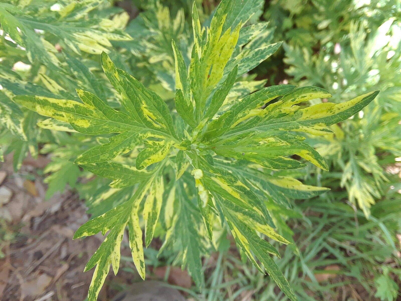 ikansegar 2 Live Mugwort Plants