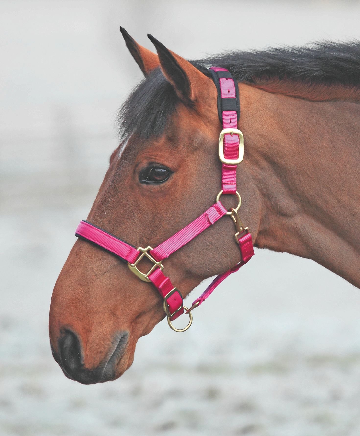 Shires – 387 topacio de nailon para caballo, Full, Raspberry