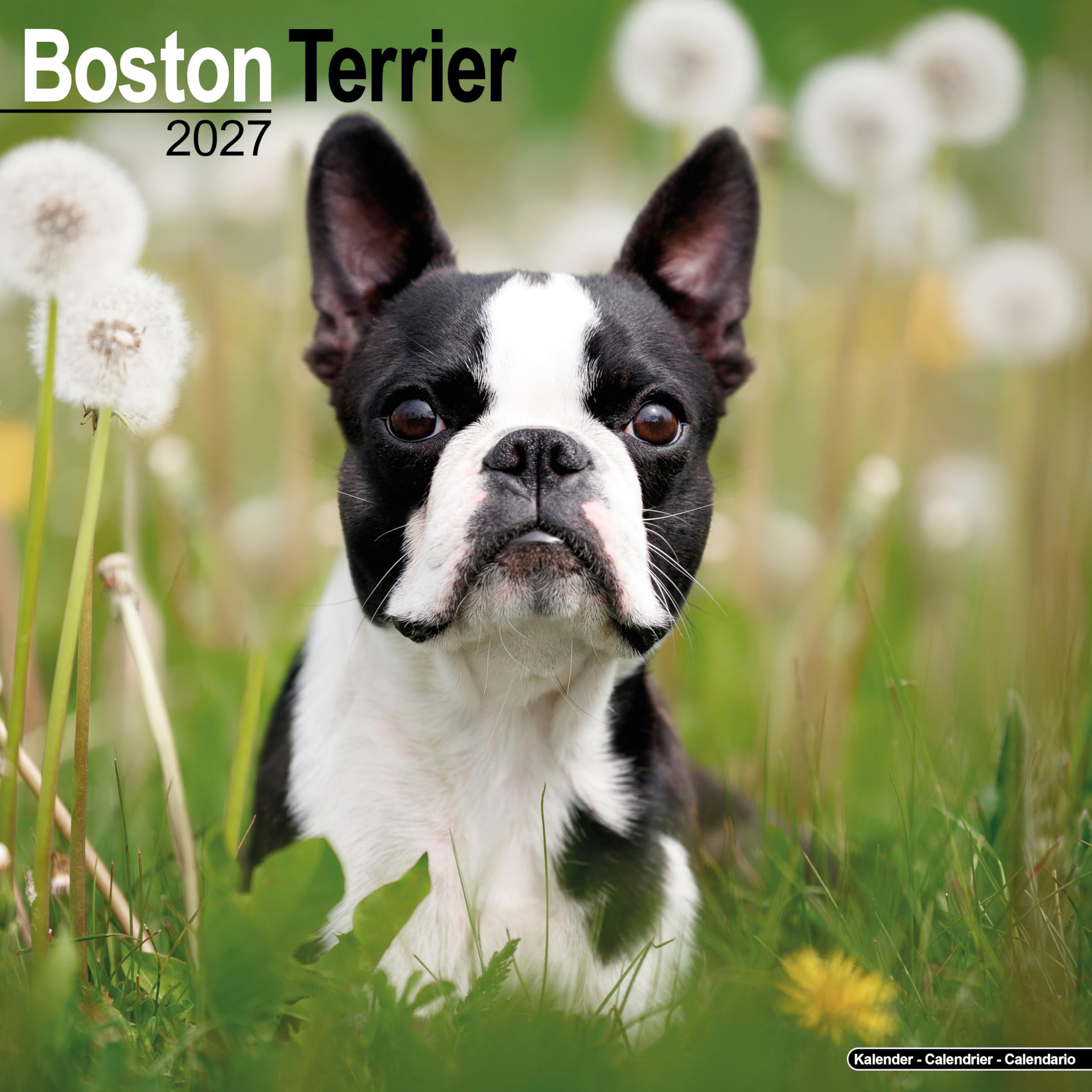 Boston Terrier 2027 Calendar | Square Wall Calendar | Dog Breed Gift | Plastic Free Packaging | by Avonside Publishing