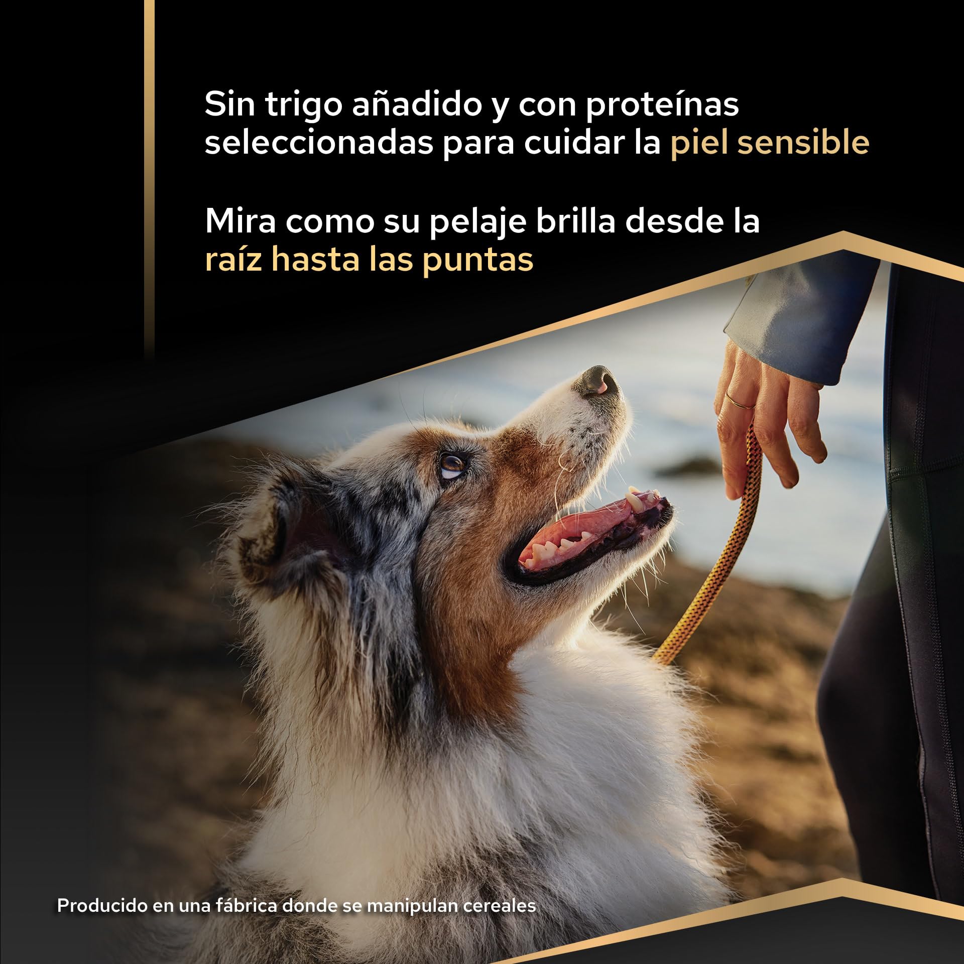 Purina Pro Plan Medium Adult Derma Pienso para Perro Mediano Adulto, Piel y Pelaje con Salmón, Saco de 16kg
