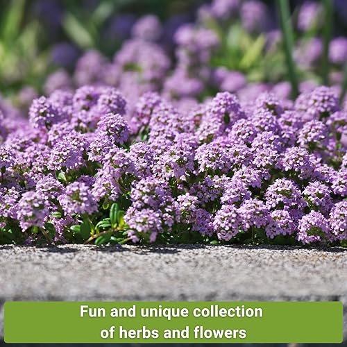 Miniatura 3 de Sow Right Seeds - Colección de semillas de tomillo para plantar - Tomillo y tomillo rastrero - Combinación única de hierbas y flores para el jardín