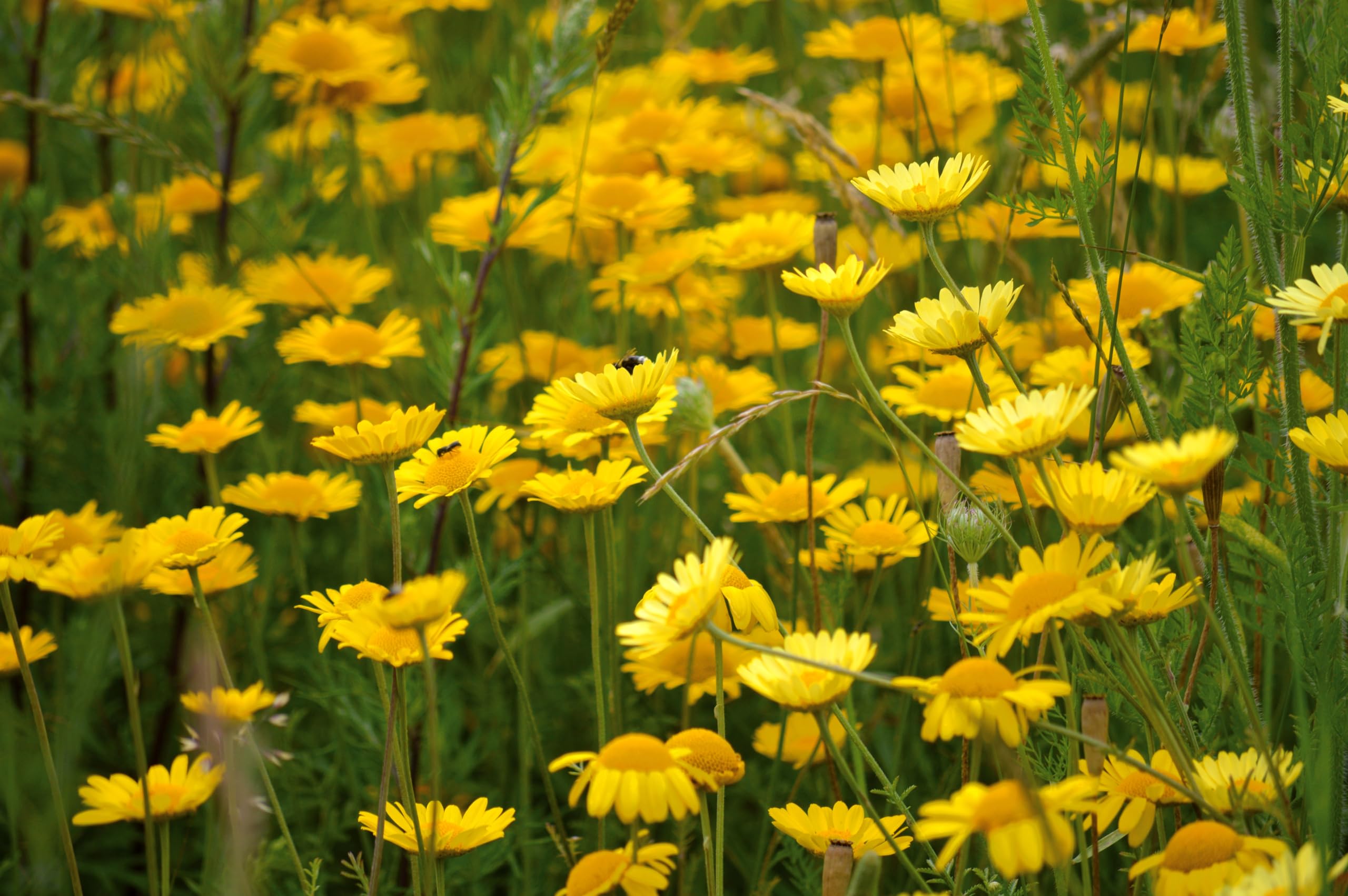 Färberkamille (Anthemis tinctoria) Samen. Färberpflanze, essbar (20000 Samen = 8,0g)