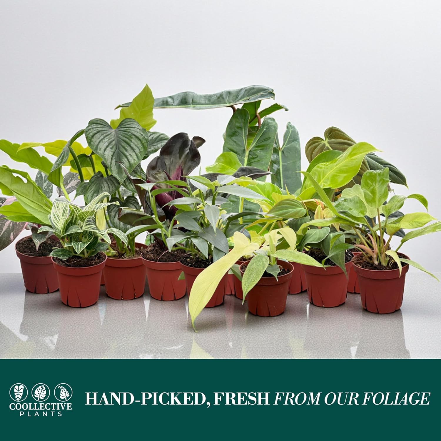 CoollectivePlants Philodendron Collection (8 Pack) – Live Indoor Plants in 4″ Grower Pots, Easy Care Tropical Houseplants, Grower’s Choice Starter Plants for Home or Office