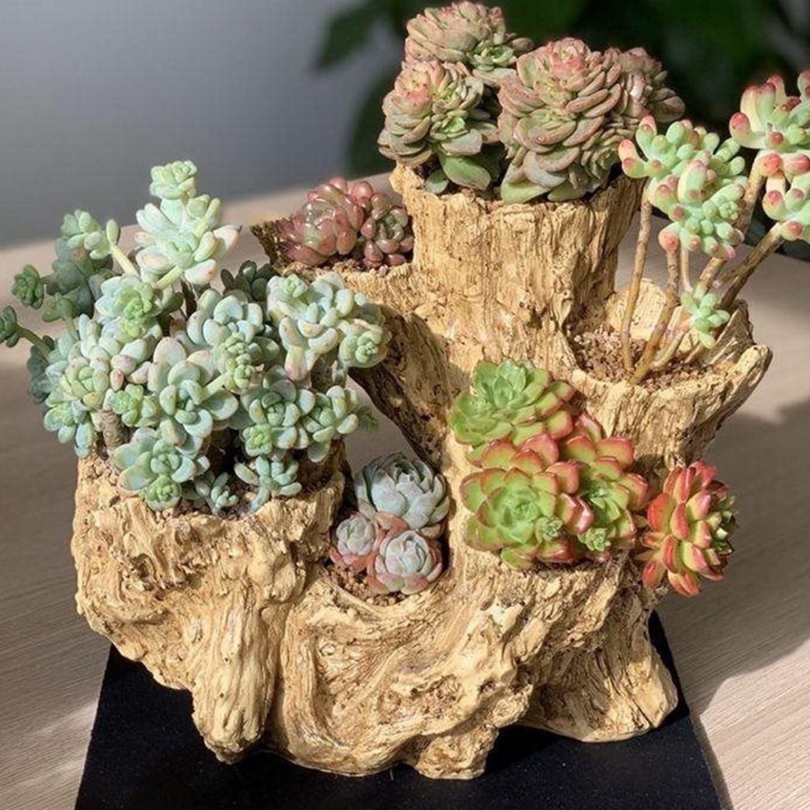 Amazon.co.jp: 多肉植物鉢 サボテン鉢 植木鉢 ガーデンオーナメント