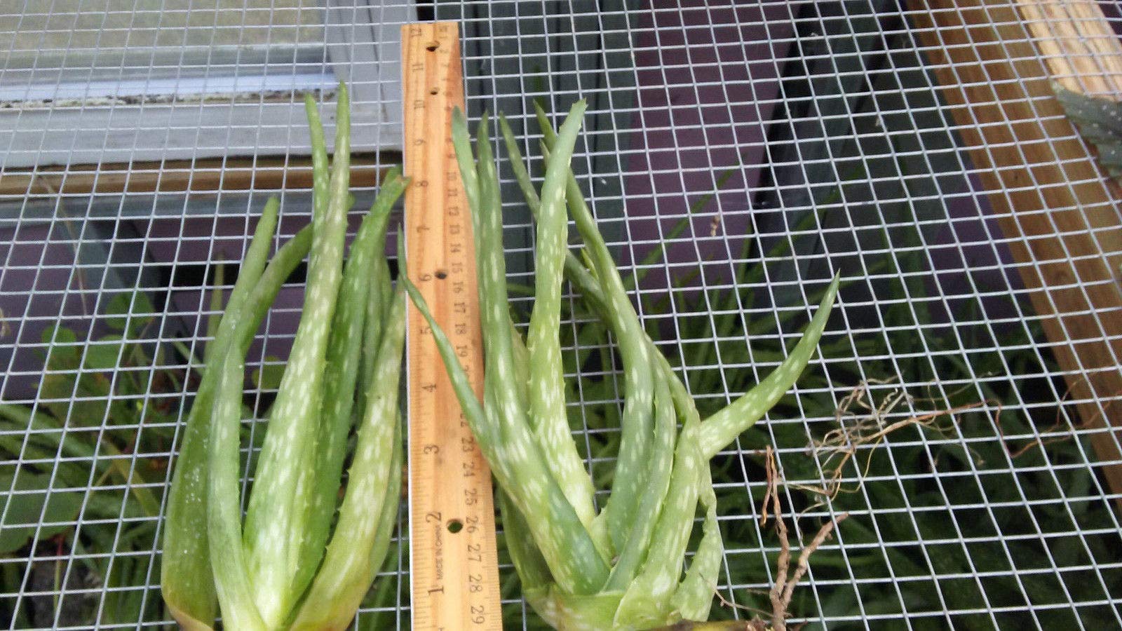 WCRF21 Set of 3 Aloe Vera