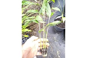 3 Live Galangal Plants with 3-6 Inch Alpinia Galanga Herb