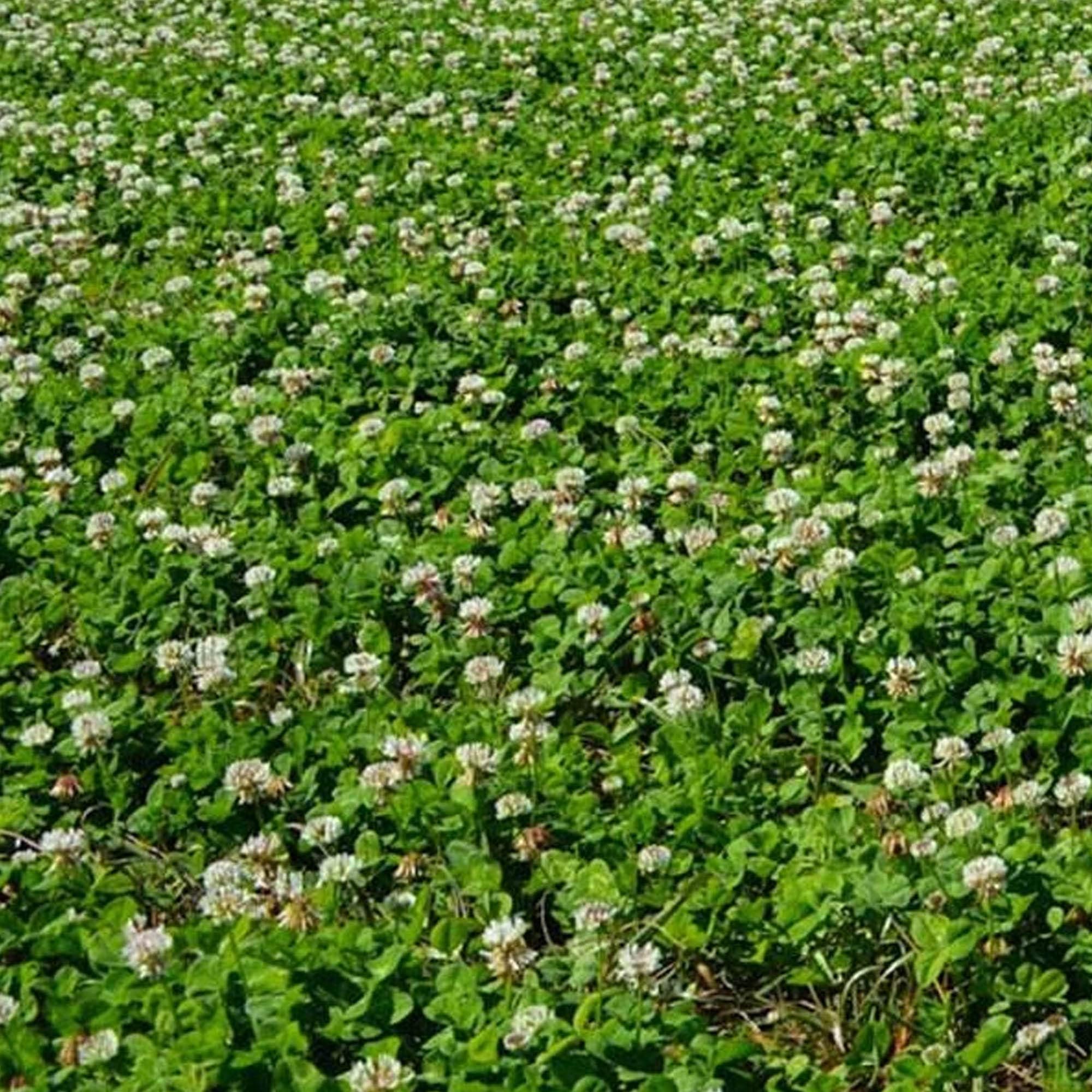 Sustainable Seed Co New Zealand Clover Seeds 1 OZ ~46,875 Seeds Non-GMO