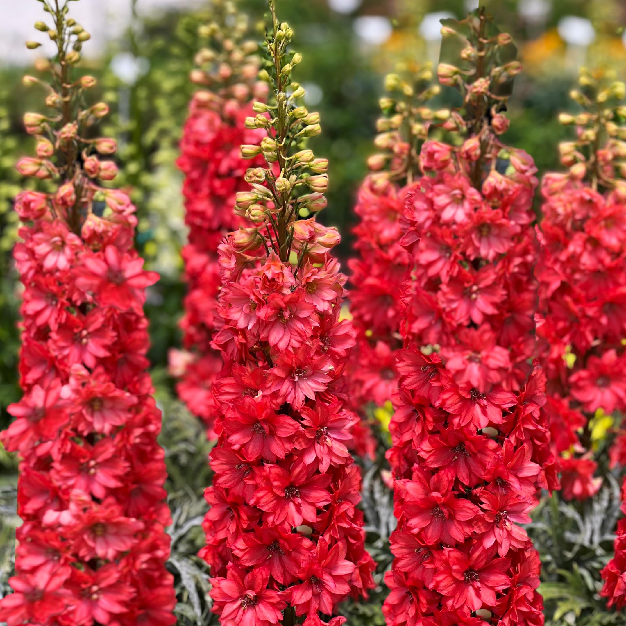 Amazon.com : TomorrowSeeds - Scarlet Spire Rocket Larkspur Seeds