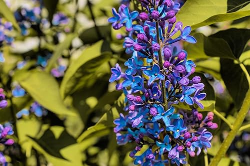 40 semillas lilas moradas para plantar impresionantes flores moradas, ideales para paisajismo o espécimen de bonsái