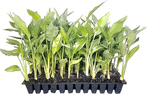 Pájaro amarillo del paraíso 40 plantas vivas Oro de Mandela Strelitzia Reginae Hermoso ejemplar de follaje raro Pájaro amarillo del paraíso 40 plantas vivas Oro de Mandela Strelitzia Reginae Hermoso ejemplar de follaje raro