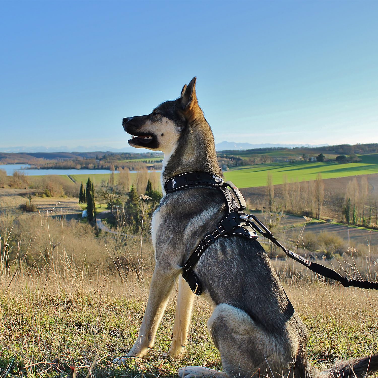 Longe de Traction pour Chien Gamme RAIDLIGHT,190 cm (étirée), Noir canicross, canirando, canijogging, canitrail, Utilisation Intense Sportive ou Loisirs, I-dog Marque Française.