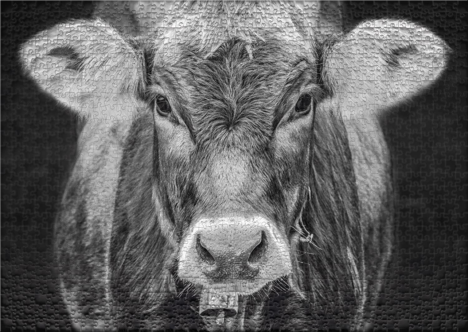 Ulmer Puzzleschmiede, Puzzle "Allgäu", Original 1000 Pieces Cow Motif, Portrait of the Cow as Stylish Animal Portrait Photo - Image 2