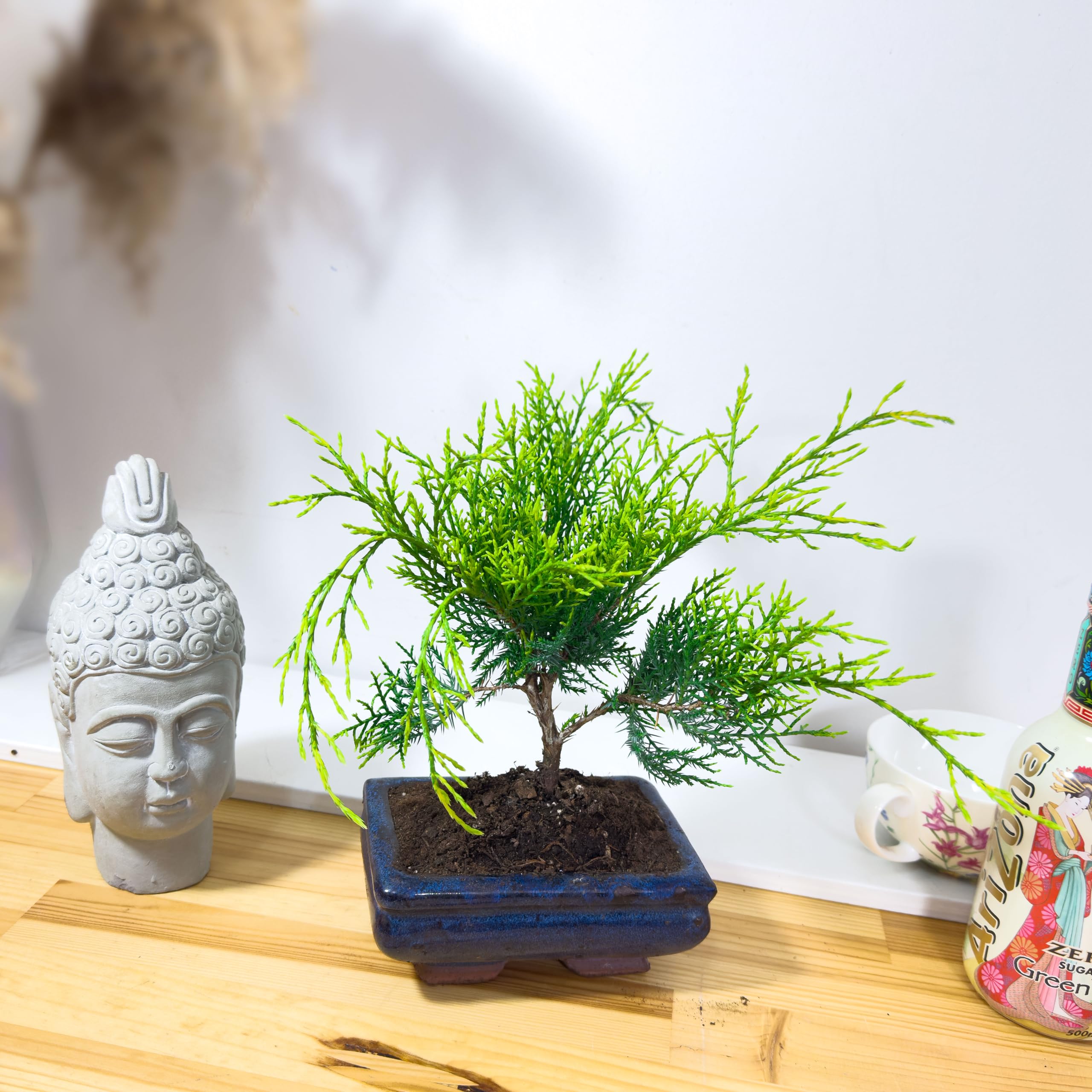 Juniper Bonsai Tree (Juniperus Procumbens) - Indoor & Outdoor Green Beauty, Easy Care in Ceramic Pot - Iconic House Plant for Home Decor, Bonsai Gardens, and Nature Enthusiasts