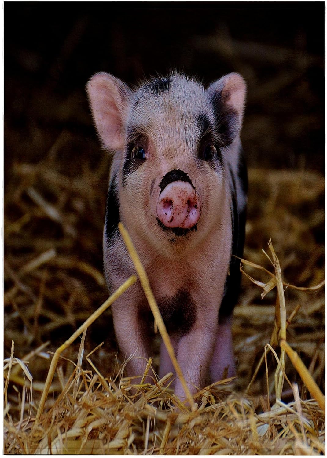 3dRose Sweet and Cute Baby Pig Farm 22x30 Bath Hand Pool Towel