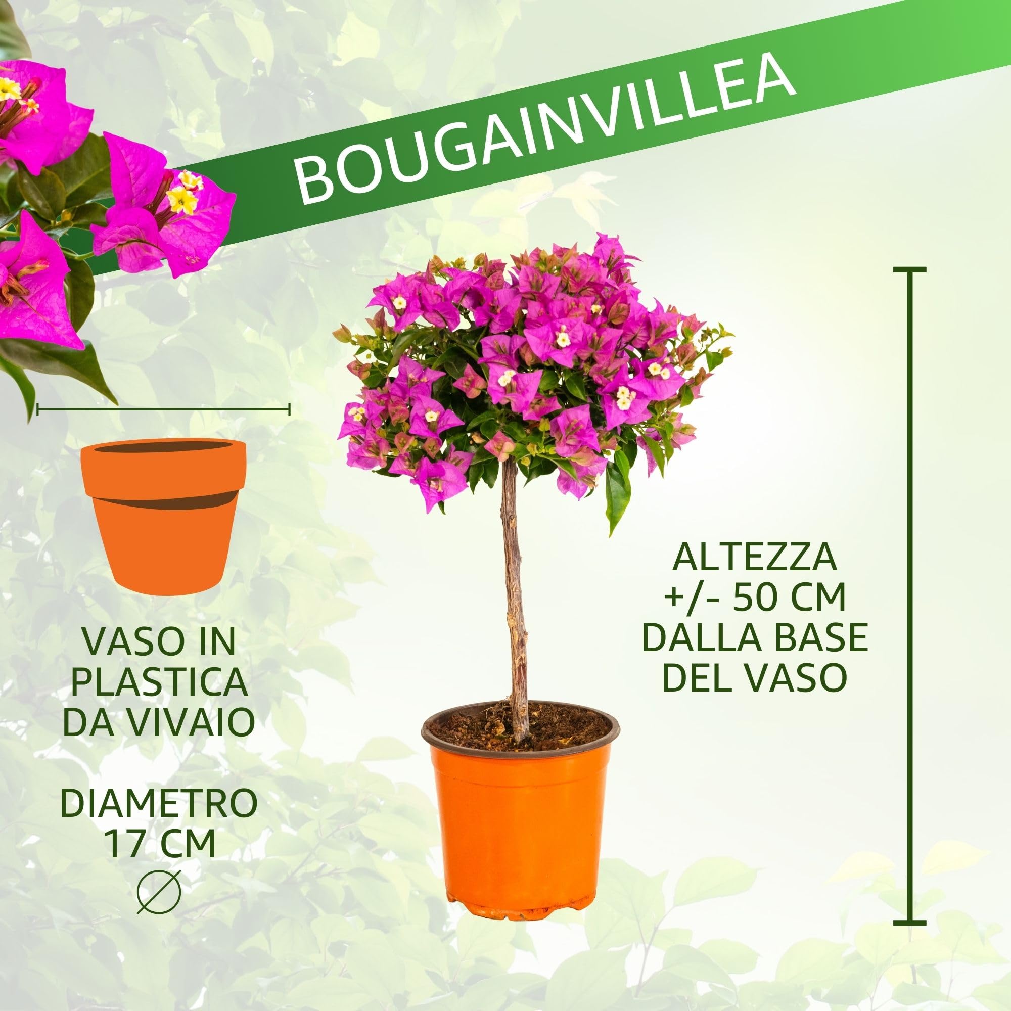 Bougainvillea (Alberello Viola/Fucsia, Vaso 17, h 50 cm)