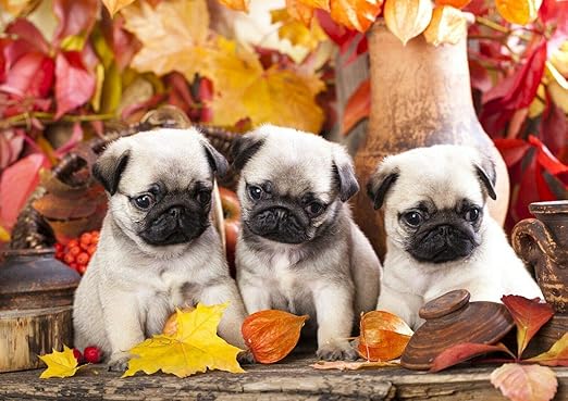 Amazon Co Jp かわいいパグの子犬かわいい動物 装飾壁プリントポスター 80x60cm ホーム キッチン Amazon Co Jp かわいいパグの子犬かわいい動物 装飾壁プリントポスター 80x60cm ホーム キッチン