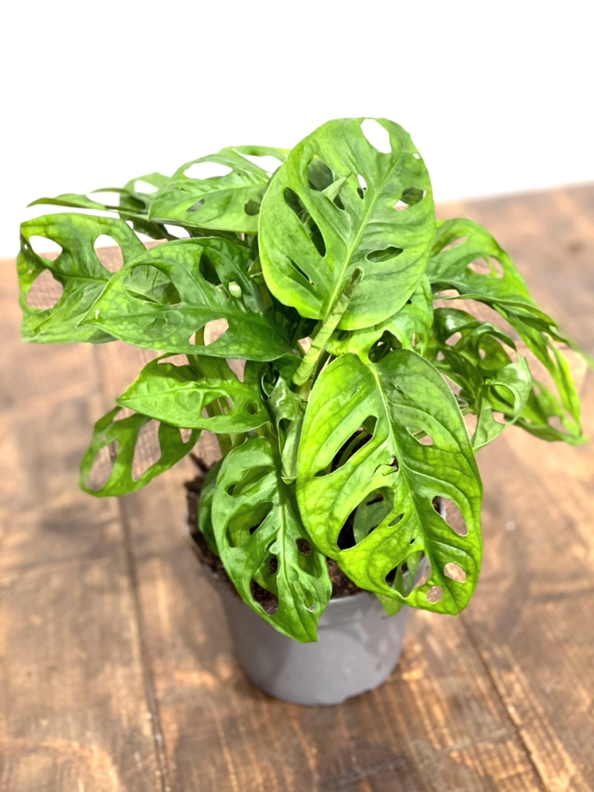 Monstera adansonii 'Monkey Mask' – Easy-Care Live Indoor Houseplant, Trailing Swiss Cheese Vine, Tropical Climbing Plant 12cm