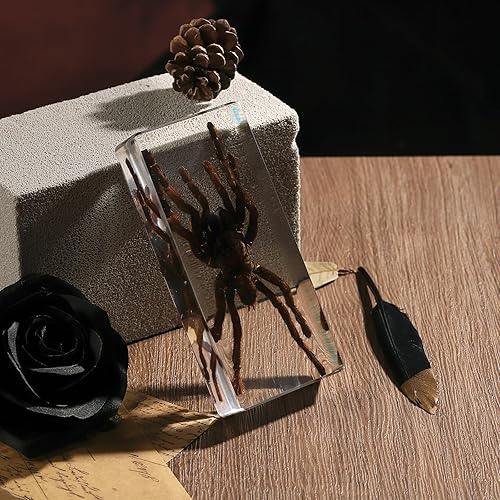 Miniatura 12 de Espécimen de esqueleto de murciélago real en resina para educación científica en el aula, gran regalo para fanáticos de la taxidermia, cráneo