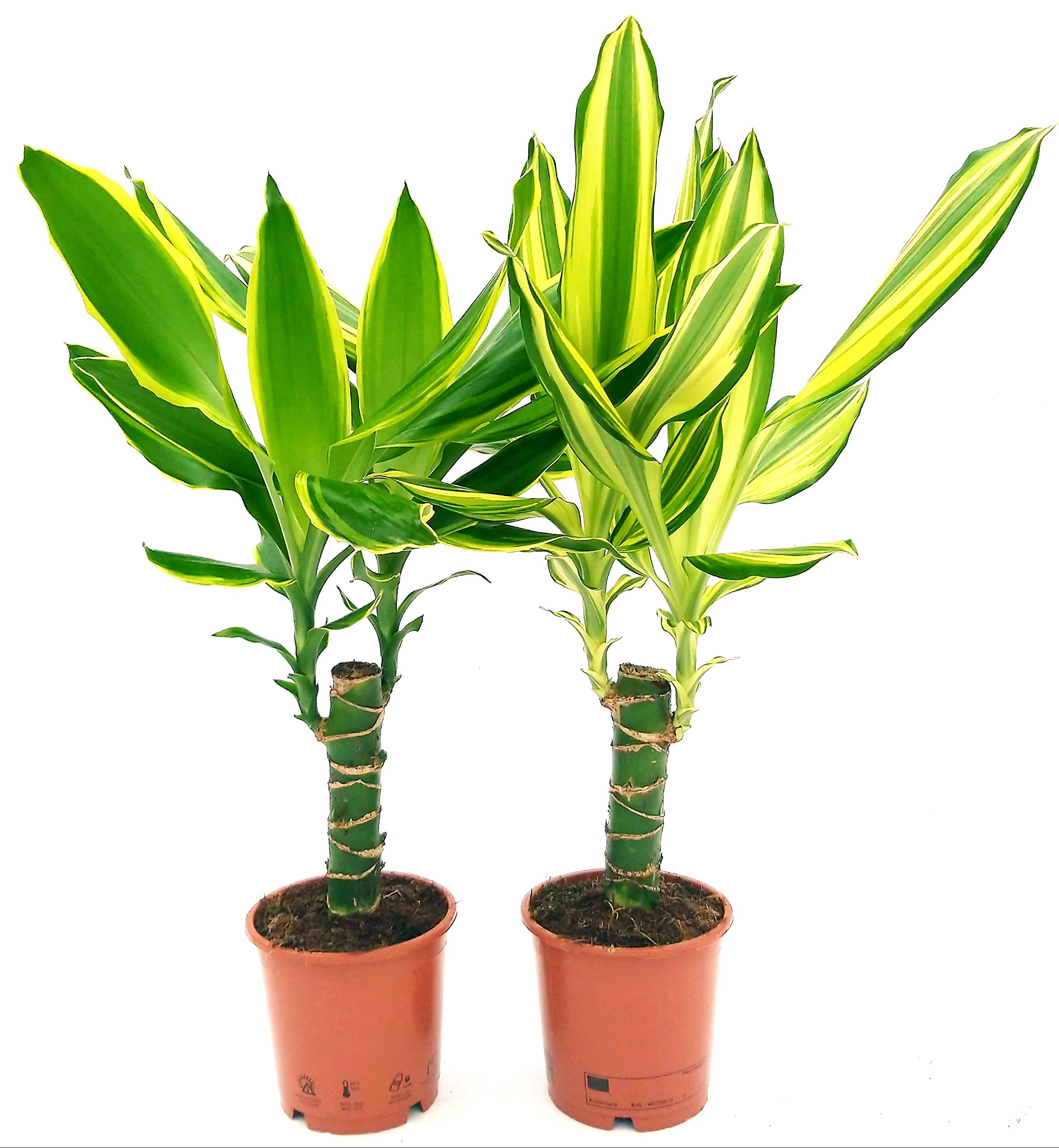 dracena fragrans golden coast Gold Coast Staggered Dracaena - 8