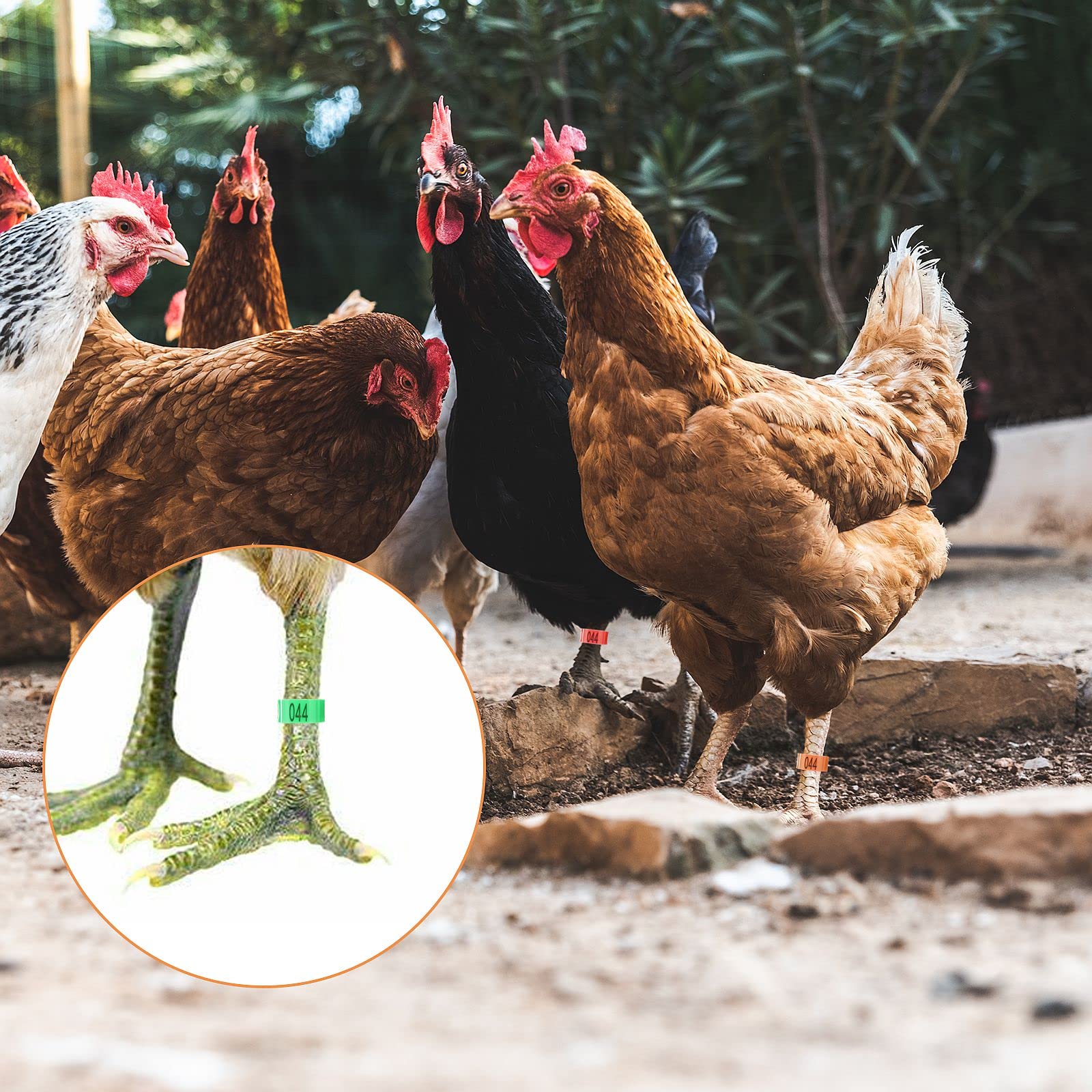 小物 CHICKENS Amazon.com : COZIWOW Chicken Coop Run Rabbit Hutch, Portable