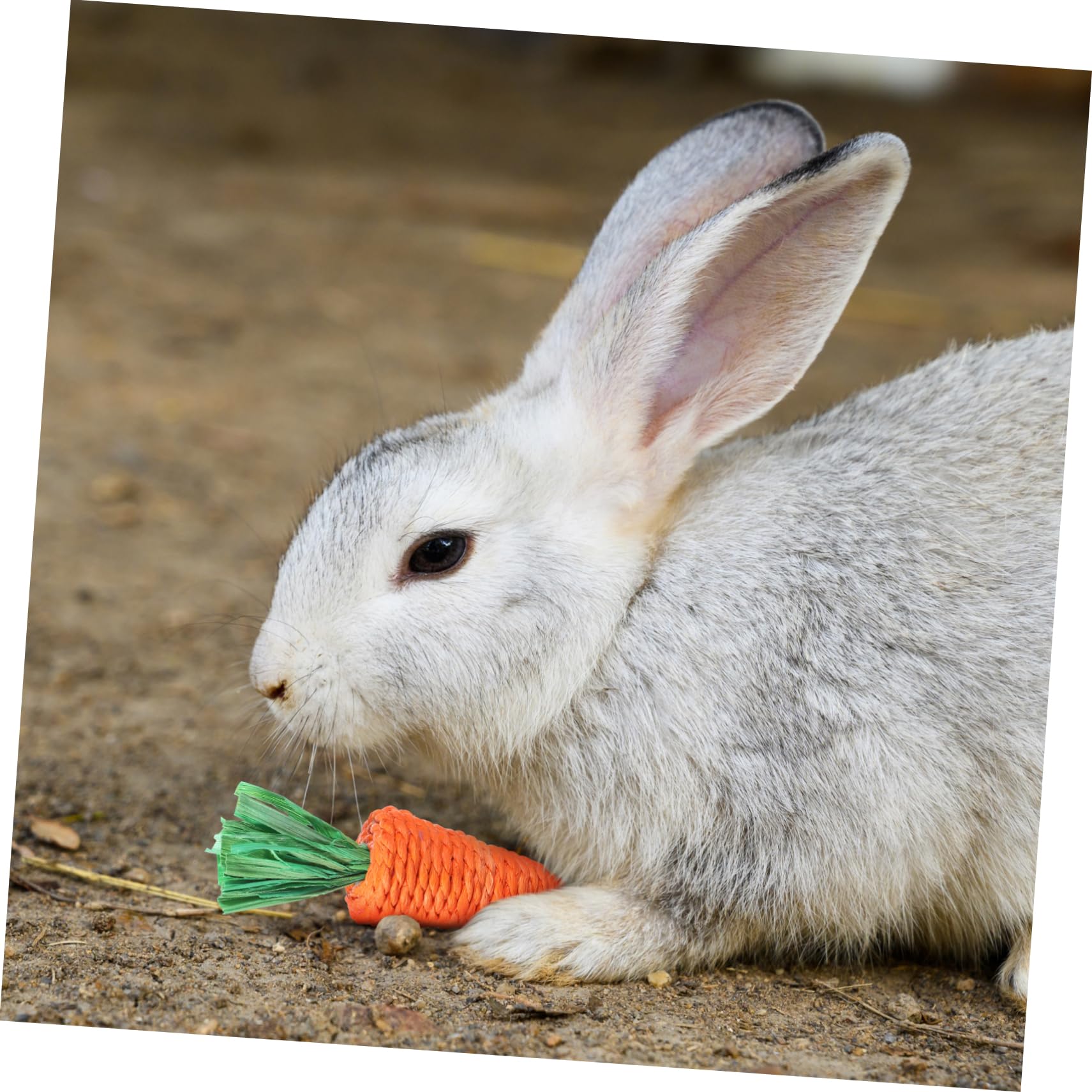 BESPORTBLE 30stücke Woven Radish Spielzeug Für Kleine Haustiere Kauspielzeug Für Kaninchen Hamster Und Meerschweinchen Fördert Molaraktivität Und Beschäftigung