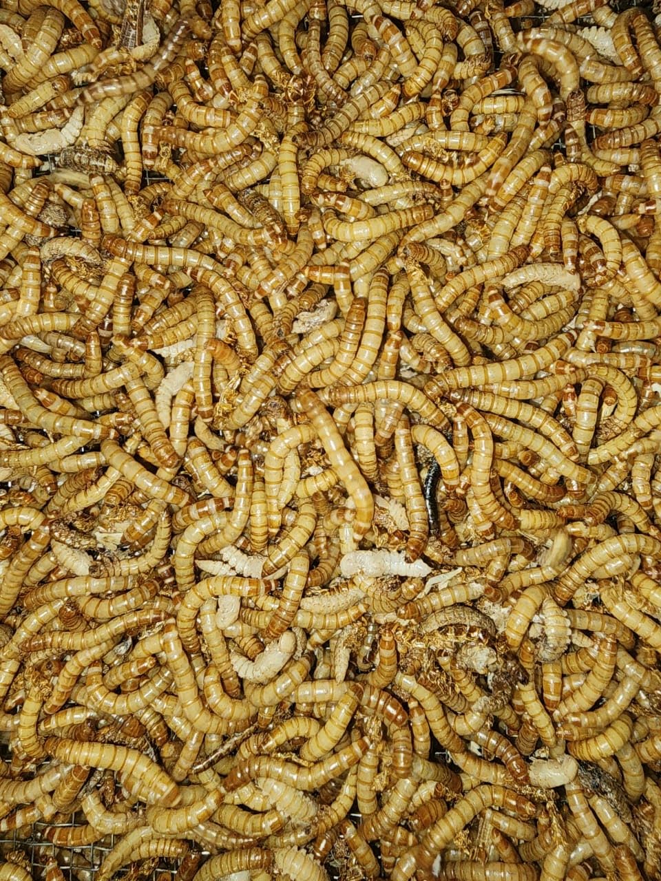 Live Mealworms for Birds, Reptiles, Fish, 150 Count, Fresh Live Larvae, High Protein Pet Food Supplement, Natural Raw Diet, Ventilated Container-image-3