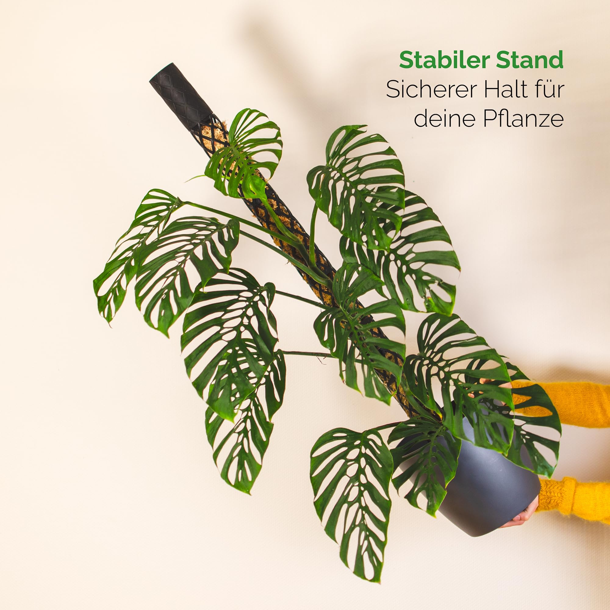 Moosstab Midi Set - Rankhilfe Zimmerpflanze Rankhilfen für Kletterpflanzen, Efeutute, Moosstab, Pflanzenstütze, Moss Pole, Kletterhilfe Zimmerpflanzen, Philodendron (schwarz, 70cm)