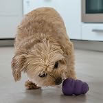 KONG Senior Jouet de chien en caoutchouc naturel doux -Fun à la truie, Chase & Chercher pour les petits chiens