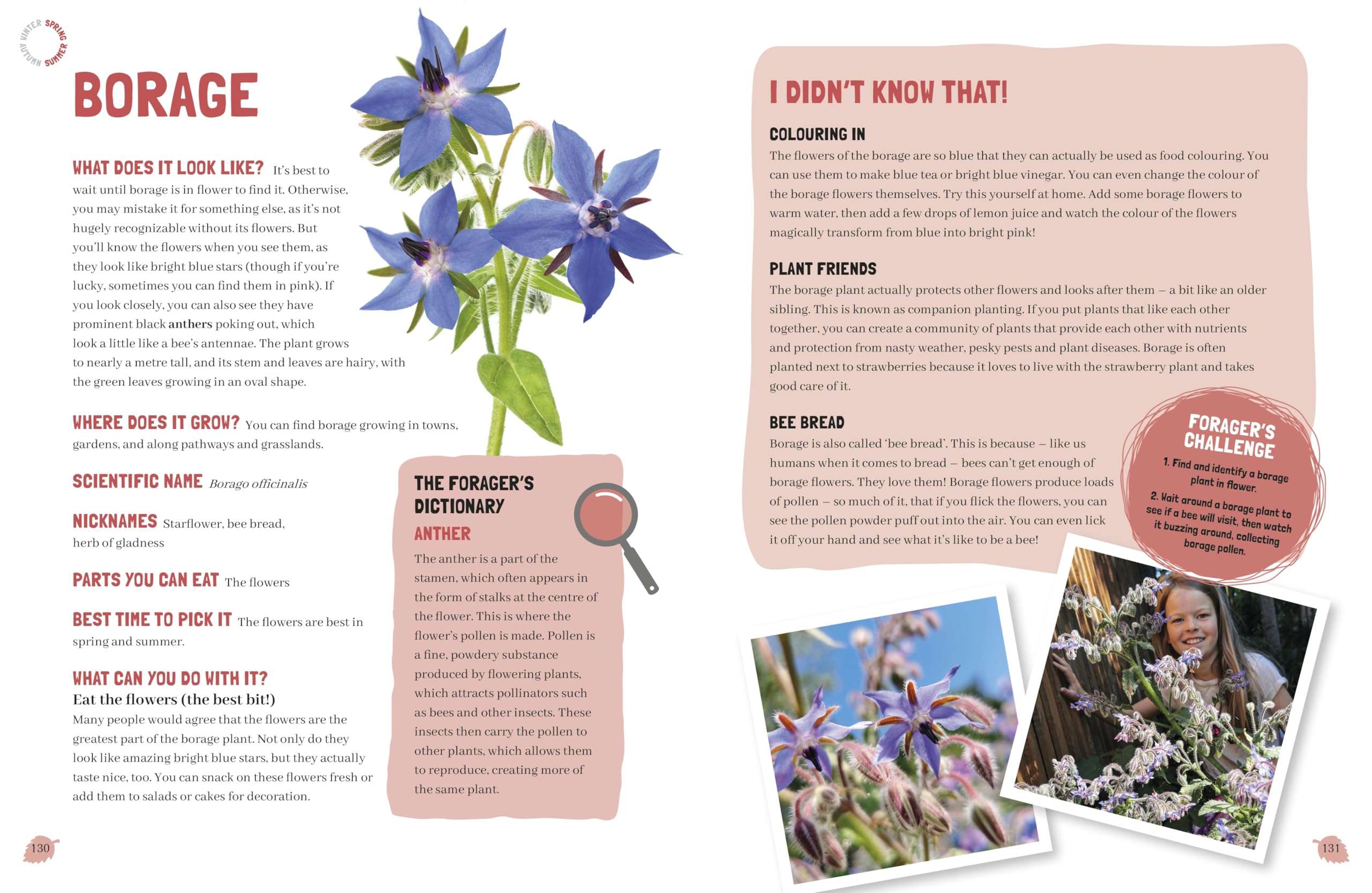 Foraging: The Complete Guide for Kids and Families!: The fun and easy guide to the great outdoors