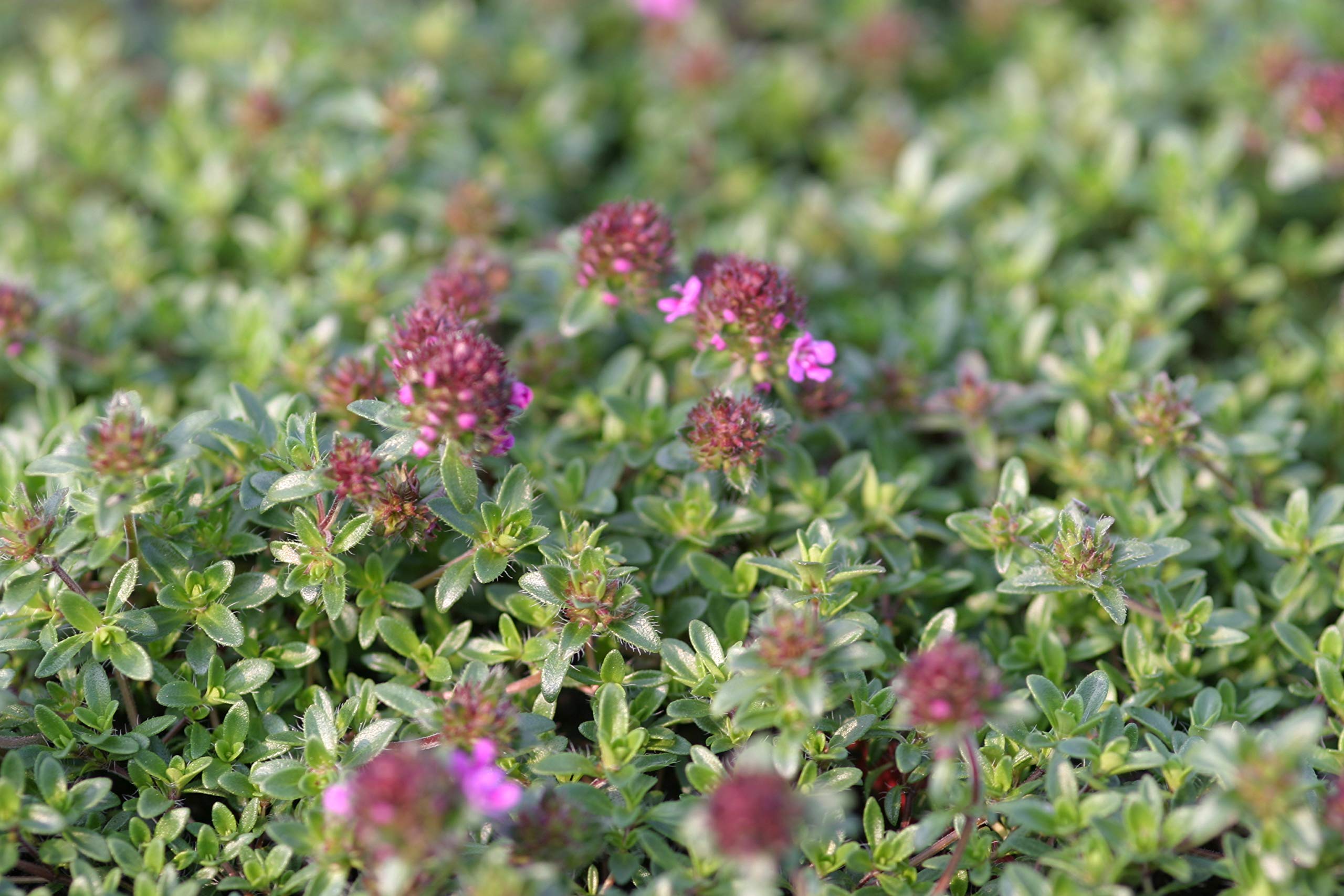 Buy Creeping Red Thyme Plug s, 3 s per Pack Online at desertcartINDIA