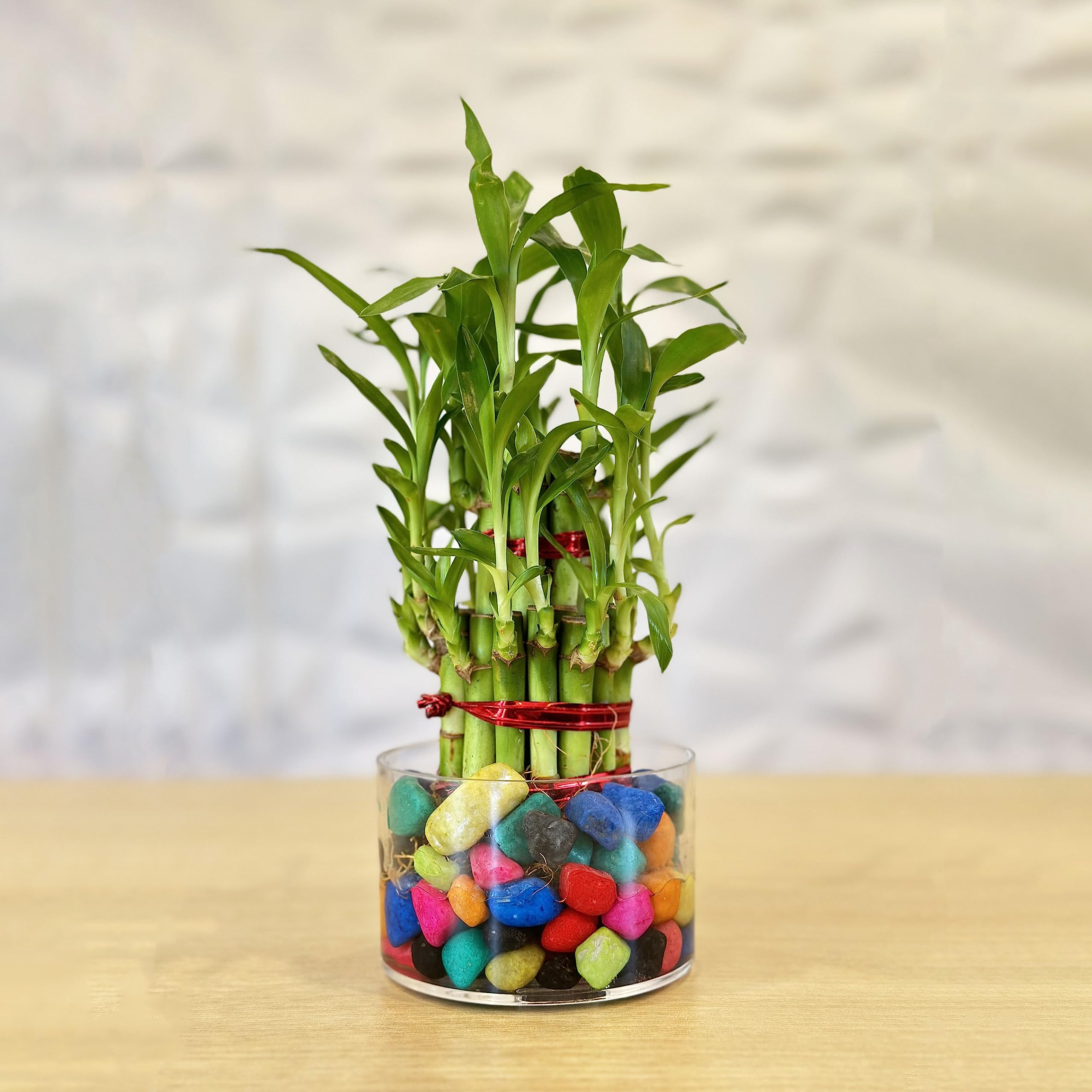 2 Layer Lucky Bamboo in Acrylic Pot with Color Stones – Air-Purifying Good Luck Plant for Home & Office Décor – Feng Shui & Vastu Gift