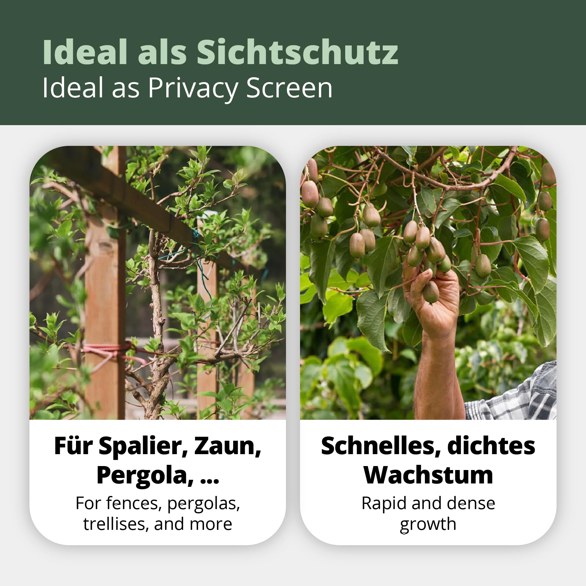 's Kiwi Trio – 3 plantas de kiwi (Actinidia arguta) – Mini kiwi – Garantía varietal directamente del cultivador