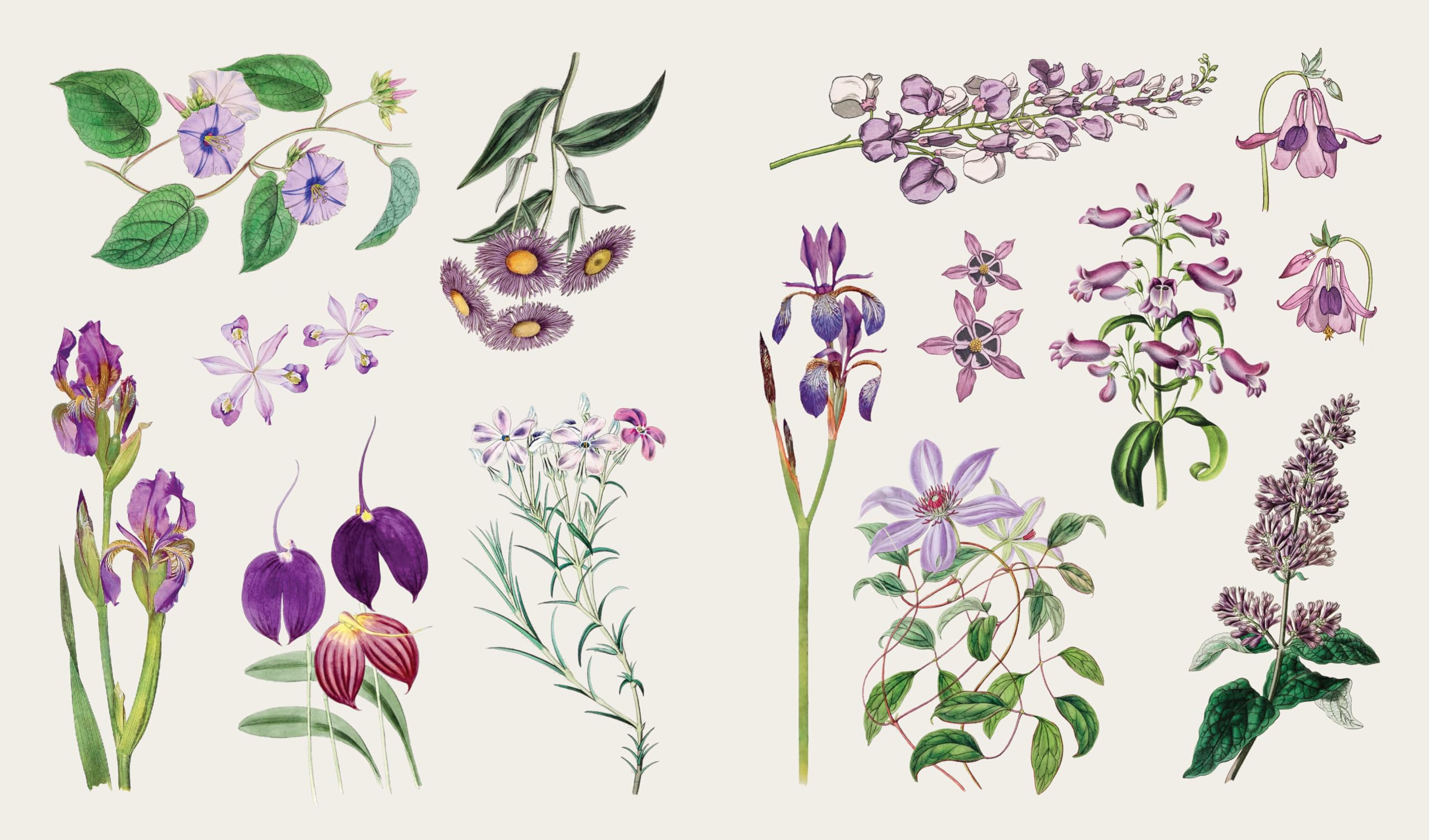 Blooms and Butterflies