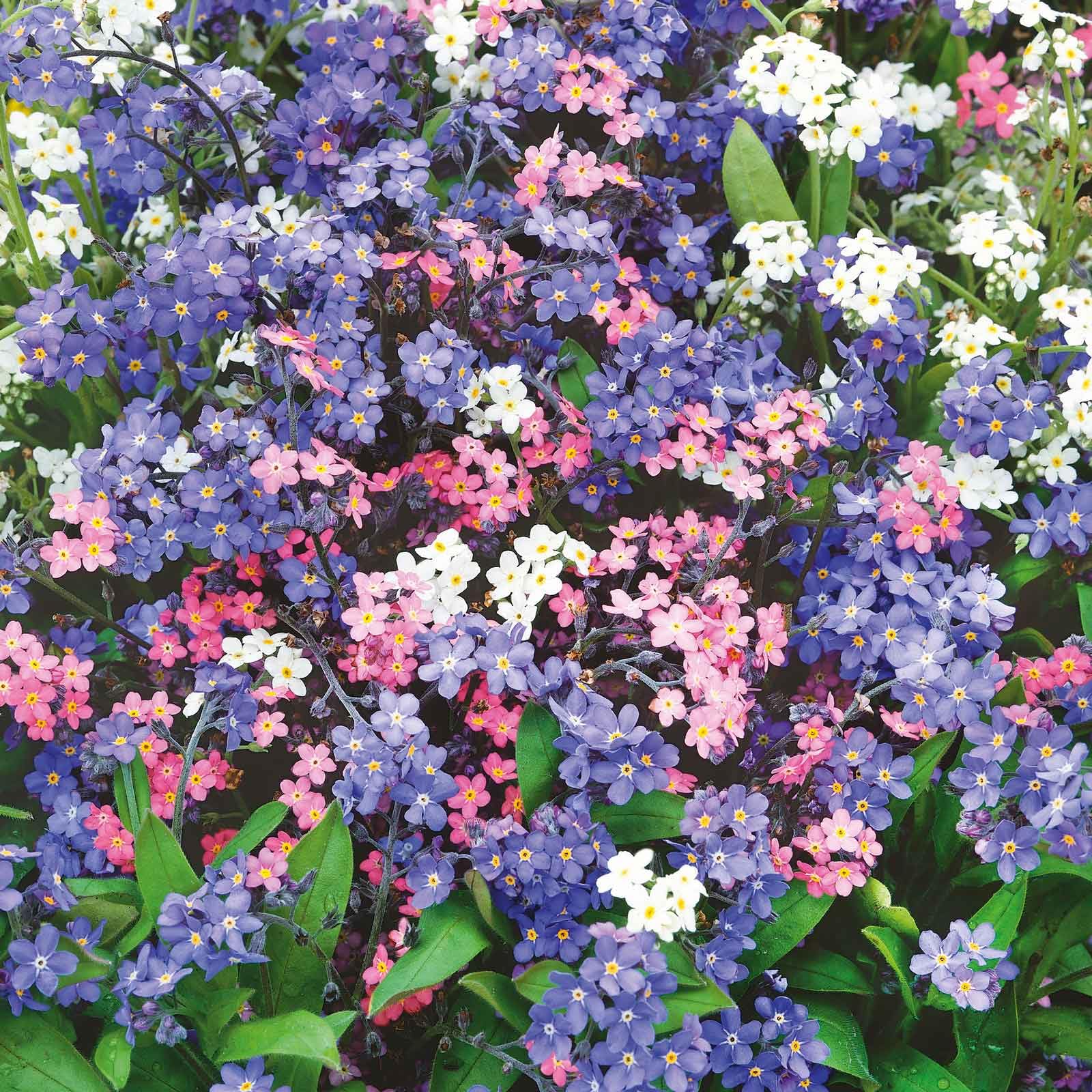 Amazon.com : Eden Brothers Forget Me Not Seeds - Mixed Colors