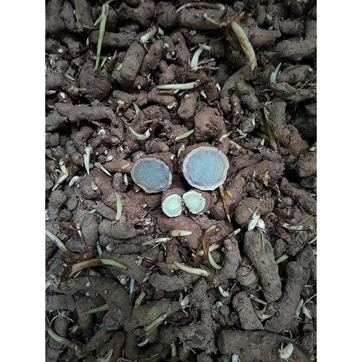 Black Turmeric Sprouted Fingers 50g