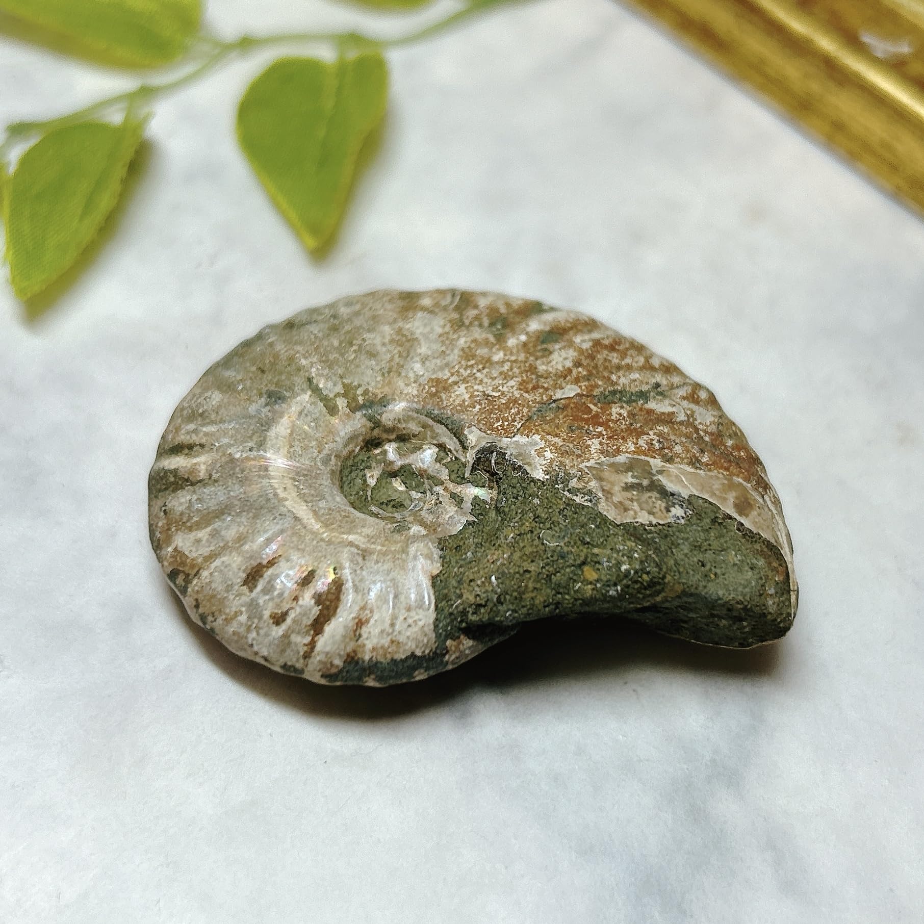 Amazon | 【E7787】 レインボーアンモナイト クレオニセラス