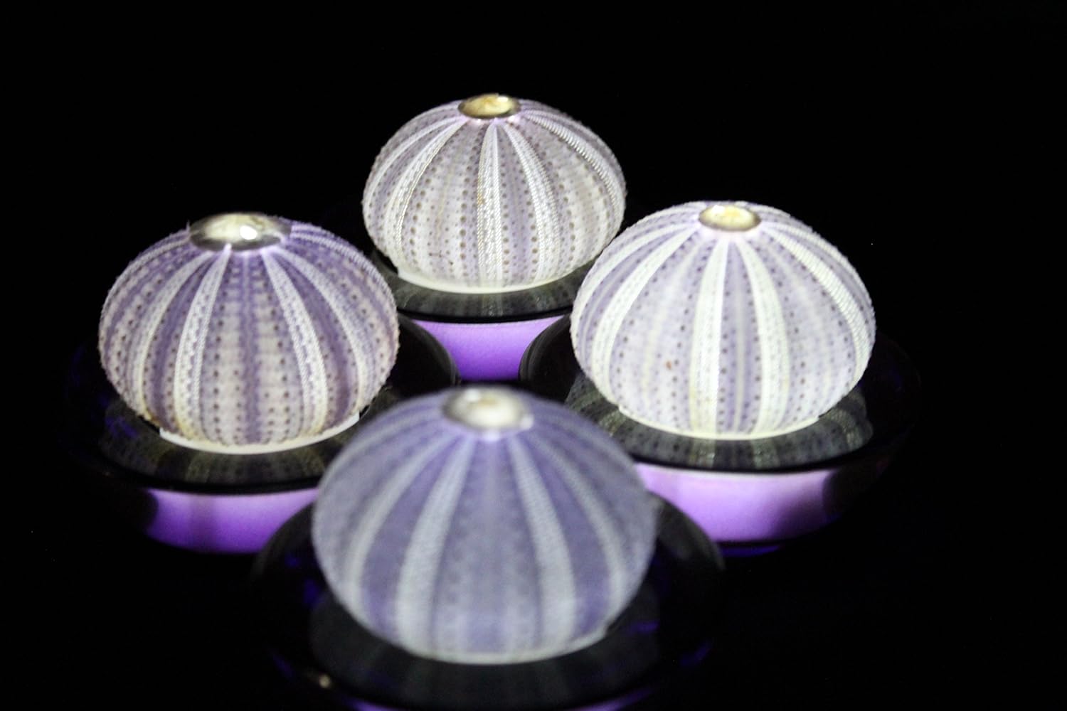 SeaThingz Flameless Candles Sea Urchin for Indoor
