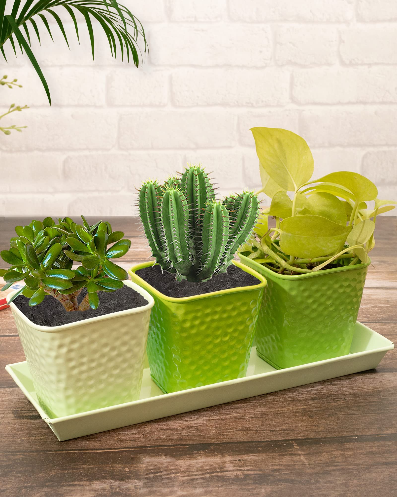 See full amazon price history chart for Homesake® Farmhouse Herb Garden Planter Indoor Planter Set with Tray or Outdoor Apartment Window Planter Box, Windowsill Planter Box, Indoor Herb Planter Garden Pots Herb Pots, (Green) Homesake® Farmhouse Herb Garden Planter Indoor Planter Set with Tray or Outdoor Apartment Window Planter Box, Windowsill Planter Box, Indoor Herb Planter Garden Pots Herb Pots, (Green) (B0B5X9CZW1) Amazon Price History, Amazon Price Tracker