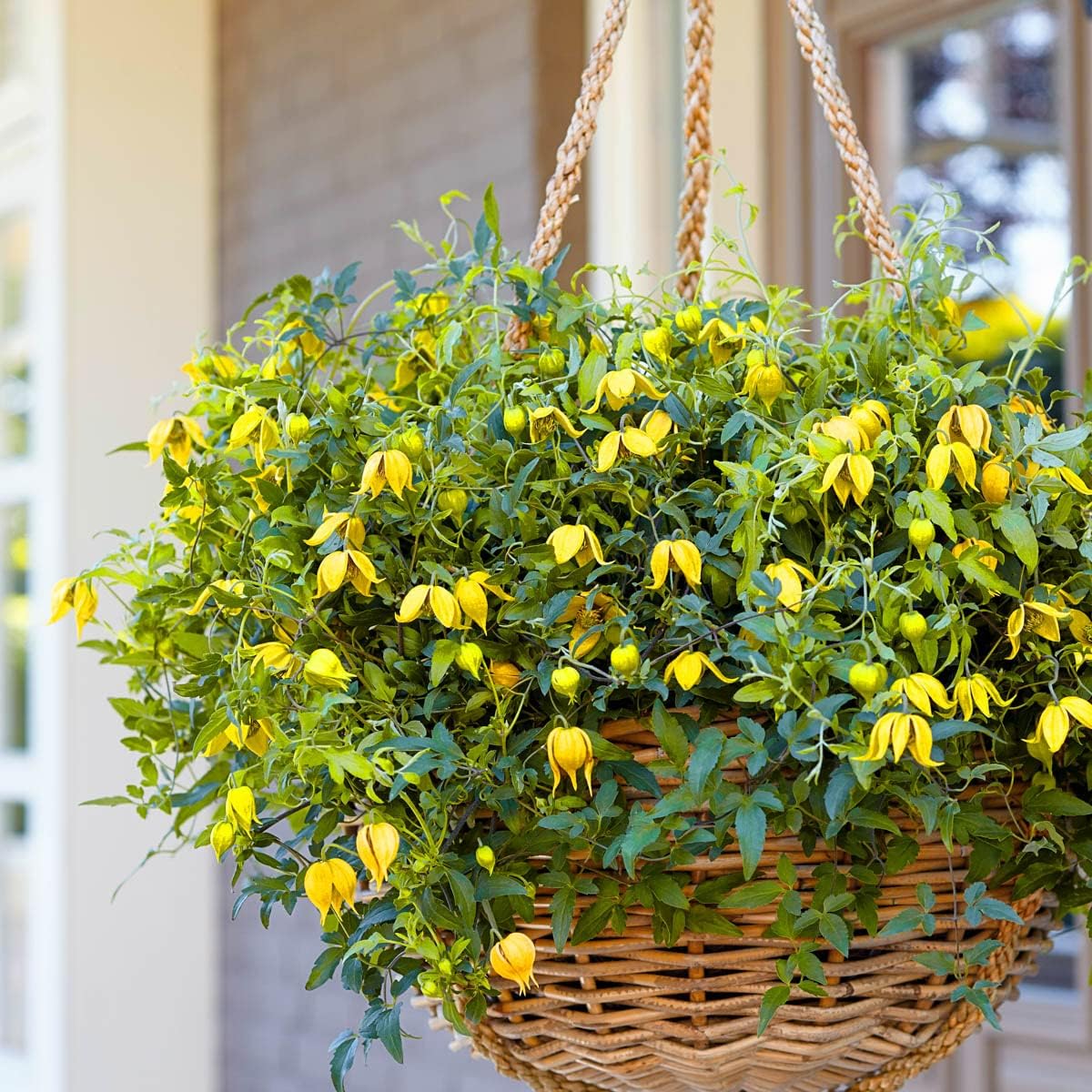Direct Gardening Little Lemons Clematis Vine Collection Dormant Bare Root Yellow Flowering Perennial Starter Plants 2 Pk