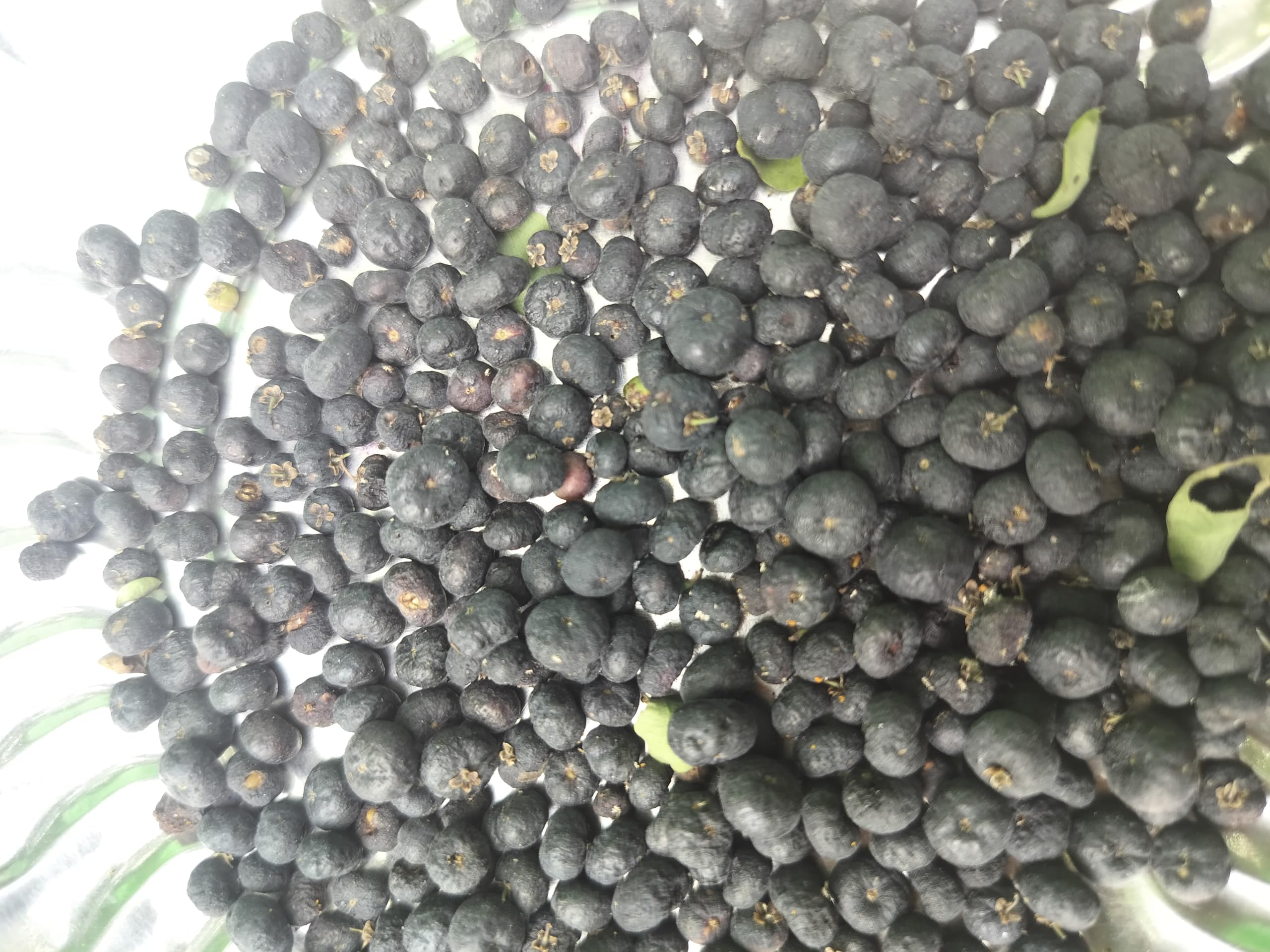Karumboola Plant seeds/Phyllanthus reticulatus/Karunelli Plant Seeds - 20 Nos (B0CSDKGKS5) Amazon Price History, Amazon Price Tracker