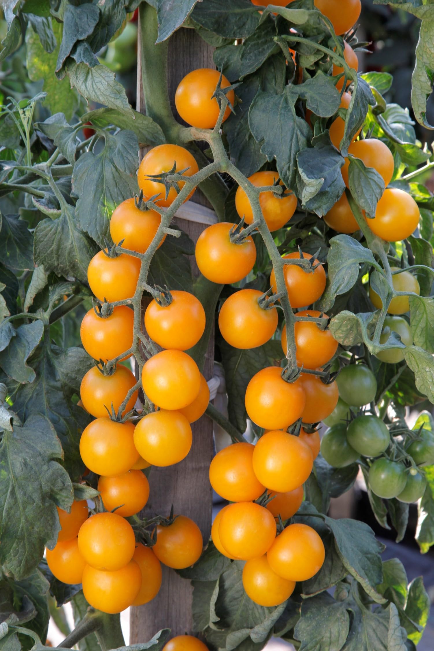 Orange Cherry Tomato Plants - Grow Your Own from Our Premium Quality Plants (3, Orange)