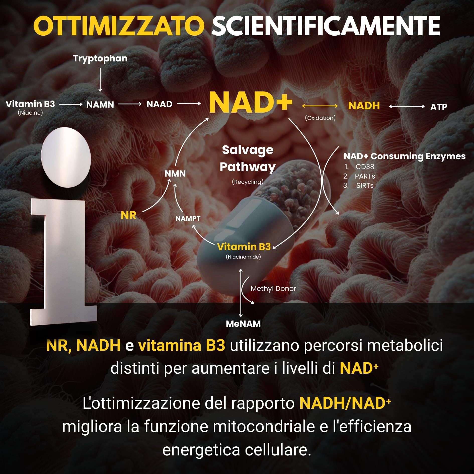 NAD⁺ ✗ NR + NADH + Vitamina B3 ✗ Cloruro di Nicotinamide Riboside ✗ Anti-Età ✗ Energia ✗ Azione sinergica rapida e prolungata ✗ Capsula vegetale gastroresistente ✗ Prodotto in Francia