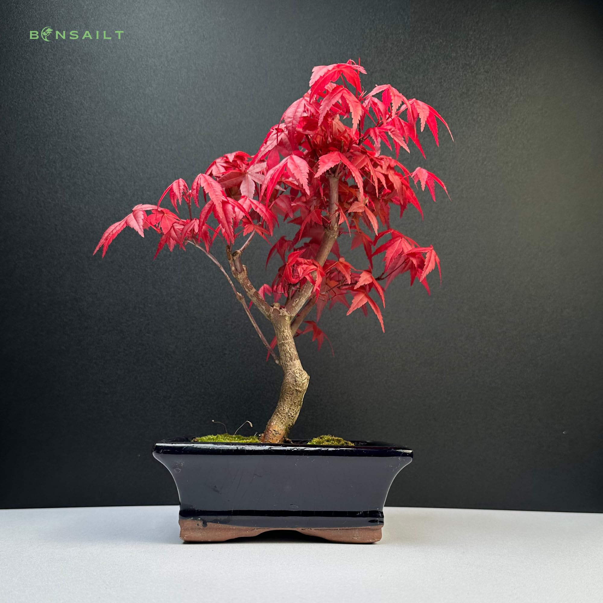 Bonsa rable Japonais Deshojo - Acer Palmatum 25-30 Cm, Arbre Vivant En  Pot Cramique Bonsa Vivant Feuillage Changeant