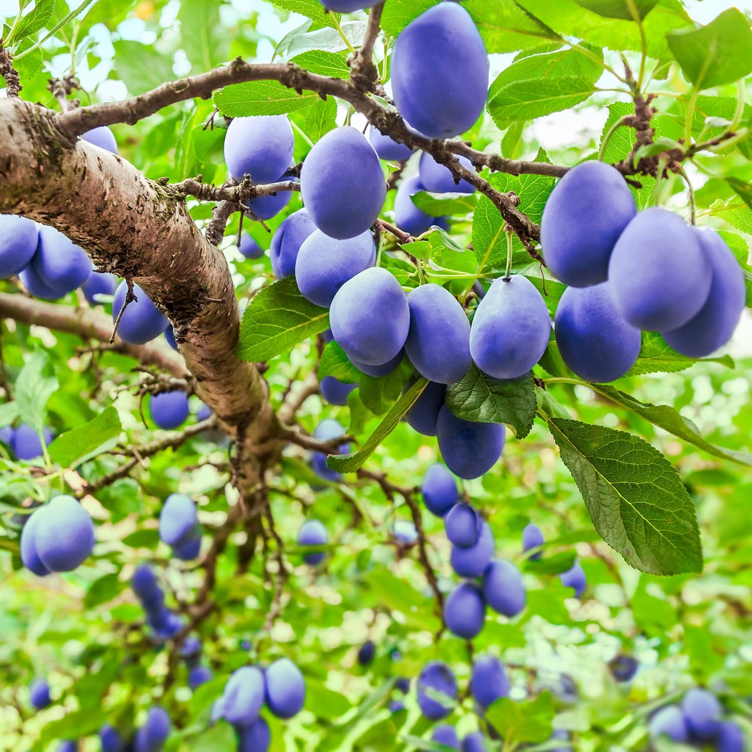 Perfect Plants Methly Plum Tree Live Plant, Produces Fruit, 4-5ft, Includes Care Guide