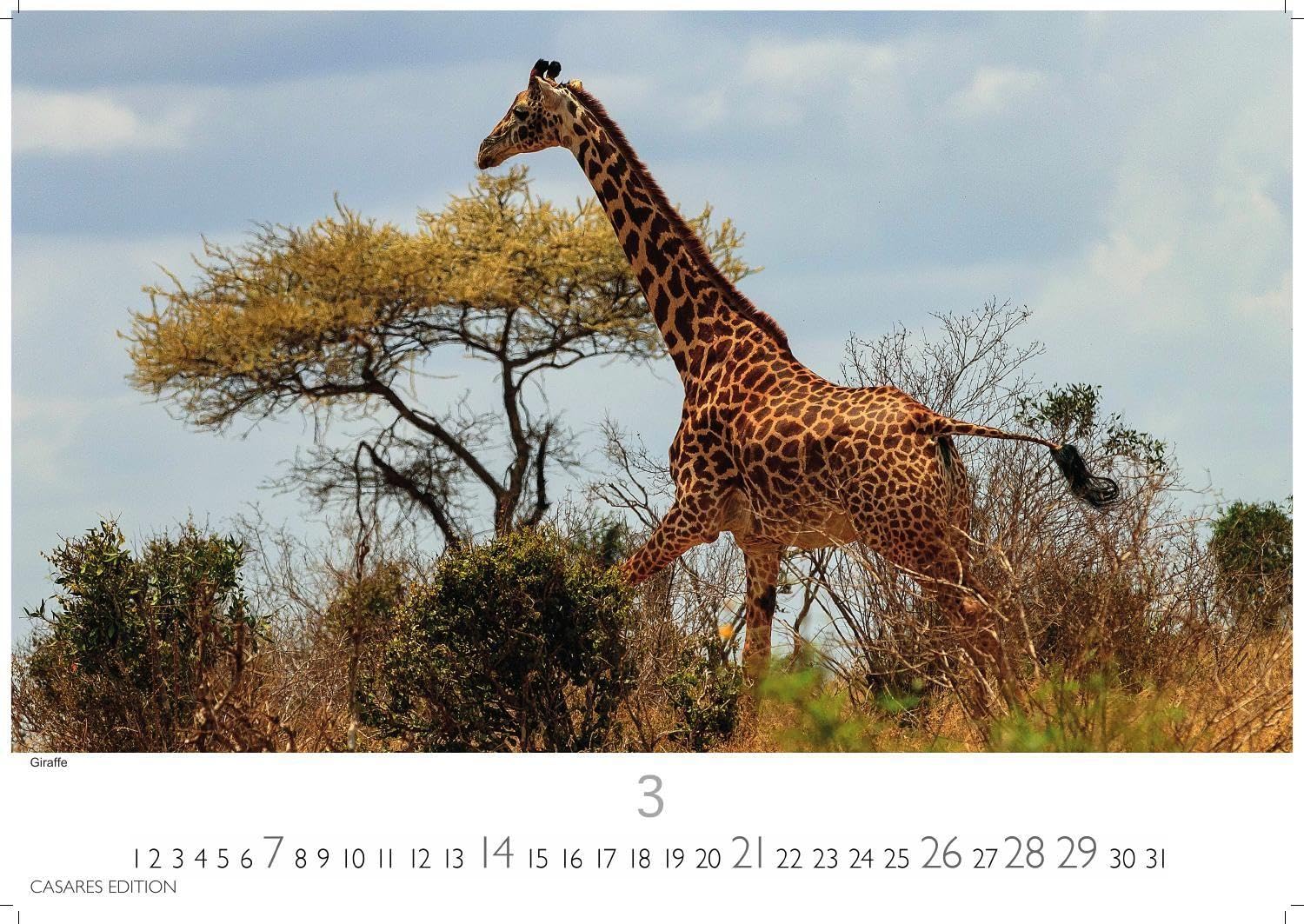 Kenia & Serengheti Kalender 2027 - Wandkalender | Fotokalender Afrika 35x50cm - Wunderschöne Tierkalender- und Naturschutzfotos.