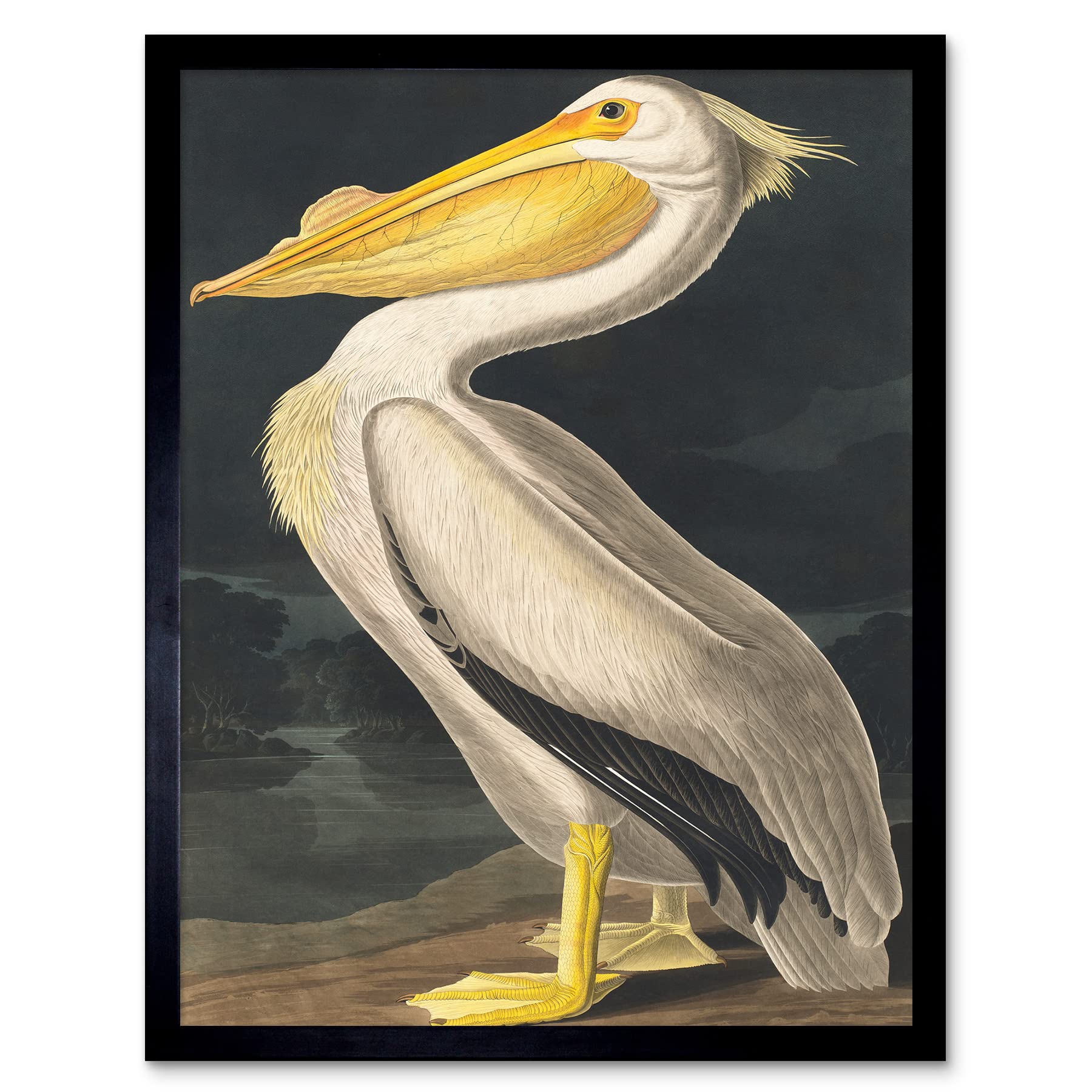 Wee Blue Coo John James Audubon Style Pelican Bird Vintage Detailed Illustration Art Print Framed Poster Wall Decor 12x16 inch