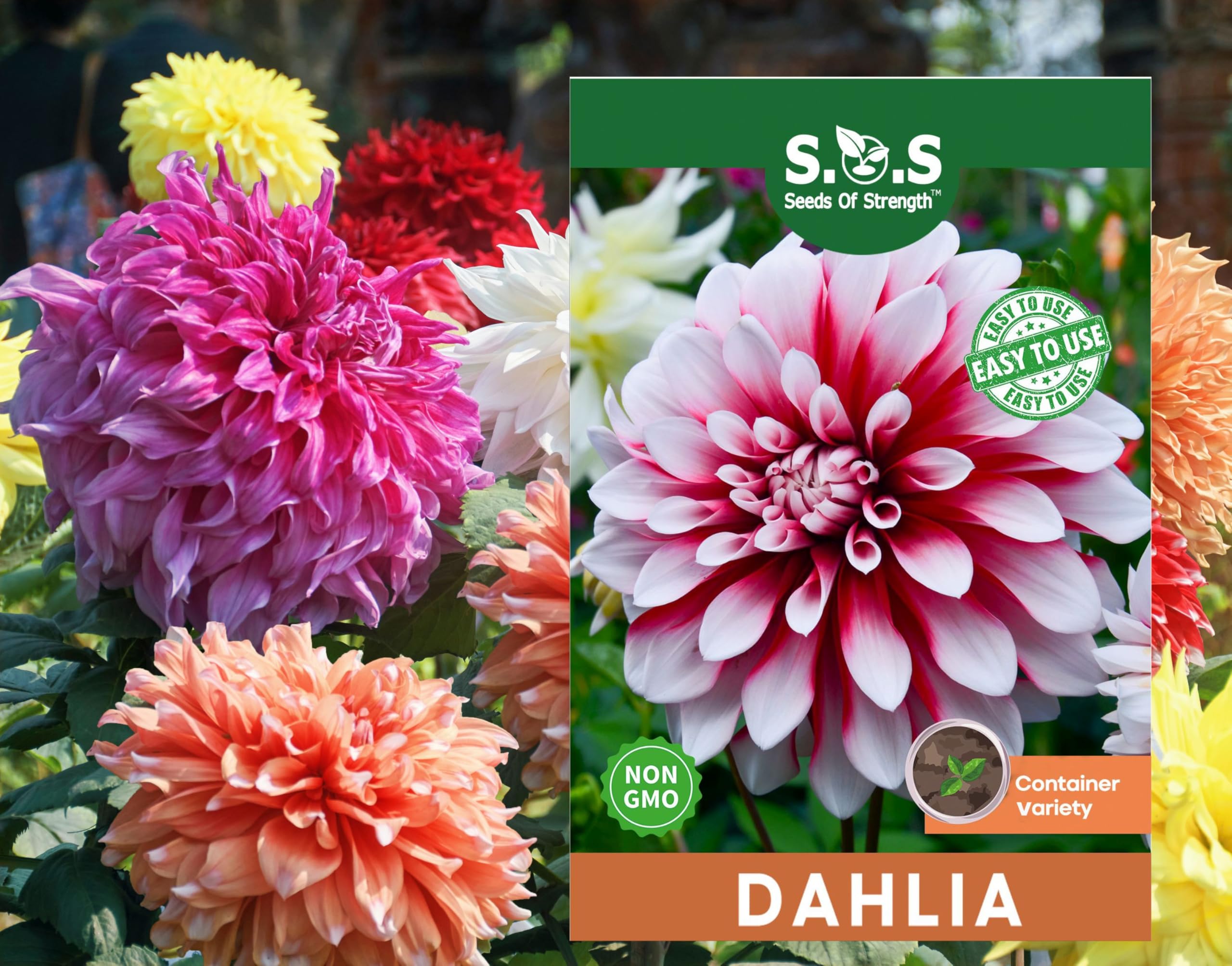 100 pcs Perennial Dahlia Labyrinth Flower Seeds Exotic Labyrinth Non-GMO