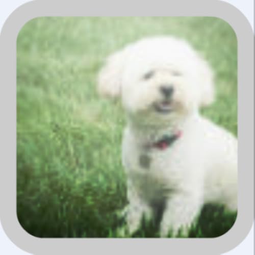 Bichon Frise Blast Free