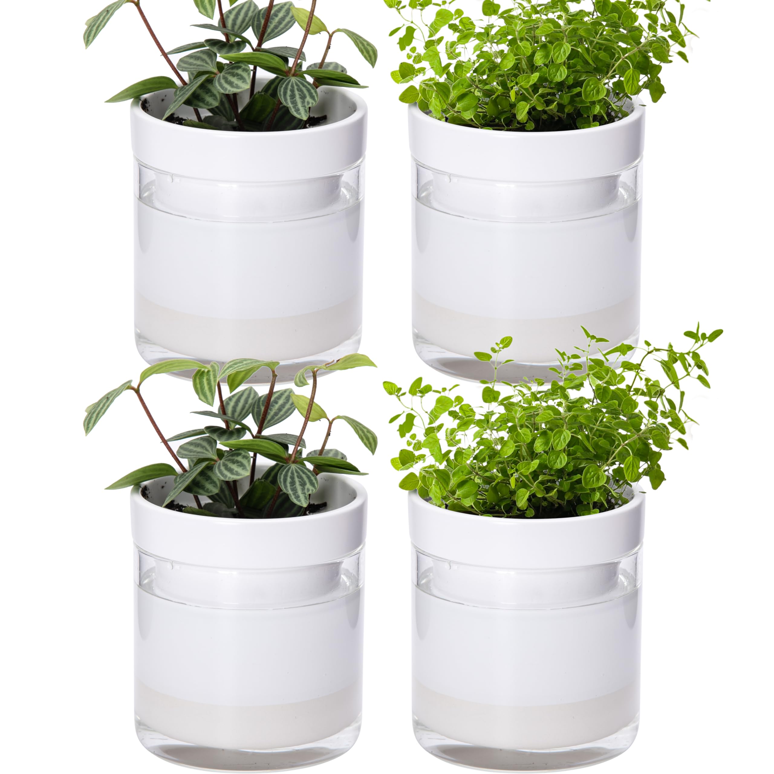 Phoenix Vine 10,2 cm selbstbewässernder Pflanztopf aus weißem Terrakotta-Ton, mit Glasspeicher für Zimmerpflanzen, Kräuter, Blumen, 4er-Set, 52-B-E-4